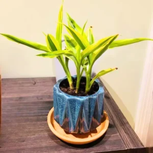 Dracaena Sanderiana Gold Plant Live - 4 Inch Pot - Houseplant