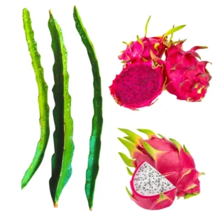 Dragon Fruit Cuttings Pack - Purple & White Live Cuttings 8-10 Inches - Gardening