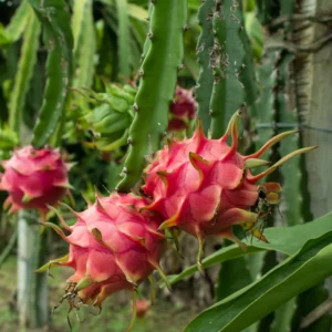 Dragon Fruit Cuttings Pack - Purple & White Live Cuttings 8-10 Inches - Gardening