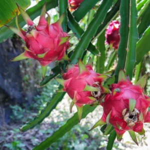 Dragon Fruit Cuttings Pack - Purple & White Live Cuttings 8-10 Inches - Gardening