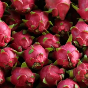 Dragon Fruit Plant Live - Red Dragon Fruit Plant in 3 Gallon Pot, 2-3 Feet Tall