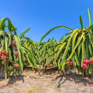 Dragon Fruit Plant Live - White Pitaya Plant 4-7 Inches - Sweet Fruit