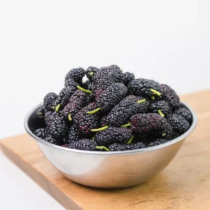 Dwarf Mulberry Plants Live Set of 2 5-9 Inches Tall Indoor Outdoor