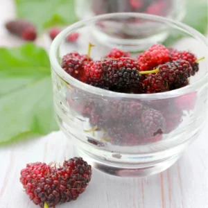 Dwarf Mulberry Plants Live Set of 2 5-9 Inches Tall Indoor Outdoor