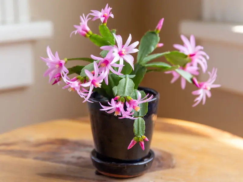 Easter Cactus (Rhipsalidopsis), Easter Plant Gift Ideas