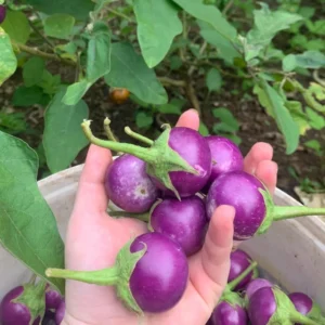 Eggplant Seeds - 100 Small Purple Eggplant Vegetable Seeds for Planting