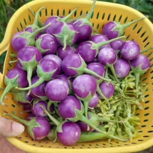 Eggplant Seeds - 100 Small Purple Eggplant Vegetable Seeds for Planting