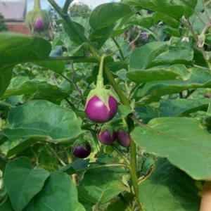 Eggplant Seeds - 100 Small Purple Eggplant Vegetable Seeds for Planting