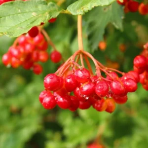 Elderberry Plant Live 12-18 Inches Tall Red Elderberry Tree
