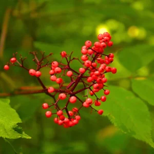Elderberry Plant Live 12-18 Inches Tall Red Elderberry Tree