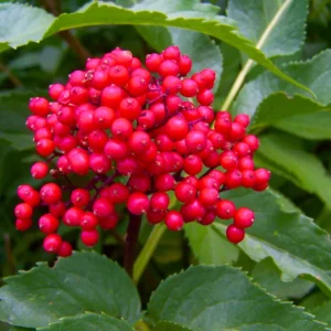 Elderberry Plant Live 12-18 Inches Tall Red Elderberry Tree