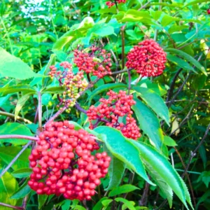 Elderberry Plant Live 12-18 Inches Tall Red Elderberry Tree