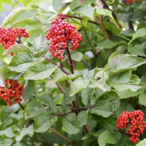 Elderberry Plant Live 12-18 Inches Tall Red Elderberry Tree