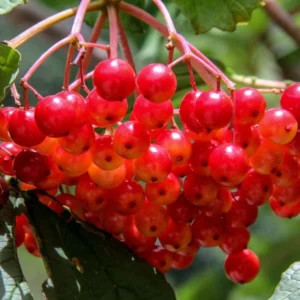 Elderberry Plants Live 1-1.5 Feet Tall Red Elderberry Fruit Tree