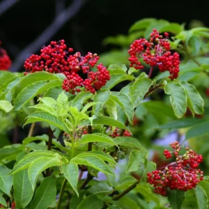 Elderberry Plants Live 1-1.5 Feet Tall Red Elderberry Fruit Tree