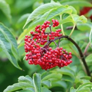 Elderberry Plants Live 1-1.5 Feet Tall Red Elderberry Fruit Tree