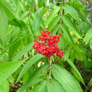 Elderberry Plants Live 1-1.5 Feet Tall Red Elderberry Fruit Tree