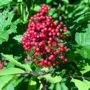 Elderberry Plants Live 1-1.5 Feet Tall Red Elderberry Fruit Tree
