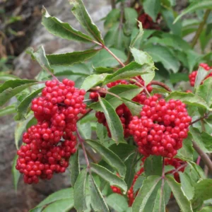 Elderberry Plants Live 1-1.5 Feet Tall Red Elderberry Fruit Tree