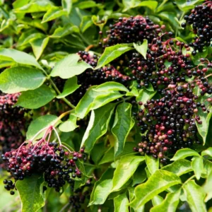 Elderberry Plants Live Pack - 2 Well Rooted Bushes 6-12 Inch Tall