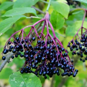 Elderberry Plants Live Pack - 2 Well Rooted Bushes 6-12 Inch Tall