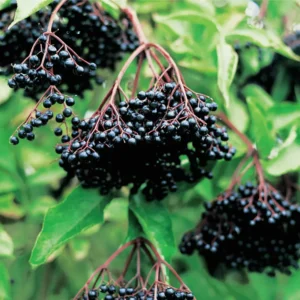 Elderberry Plants Live Pack - 2 Well Rooted Bushes 6-12 Inch Tall