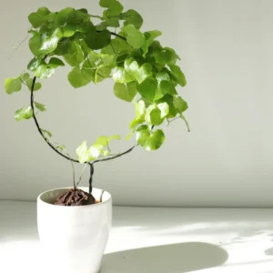 Elephant's Foot Plant Live - Dioscorea Elephantipes - Rare Plant in 4 Inch Pot