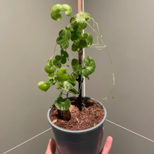 Elephant's Foot Plant Live - Dioscorea Elephantipes - Rare Plant in 4 Inch Pot