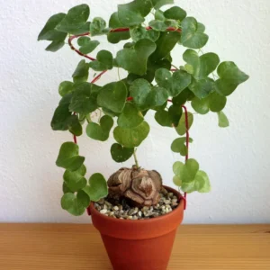 Elephant's Foot Plant Live - Dioscorea Elephantipes - Rare Plant in 4 Inch Pot