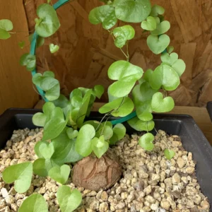 Elephant's Foot Plant Live - Dioscorea Elephantipes - Rare Plant in 4 Inch Pot