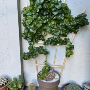 Elephant's Foot Plant Live - Dioscorea Elephantipes - Rare Plant in 4 Inch Pot