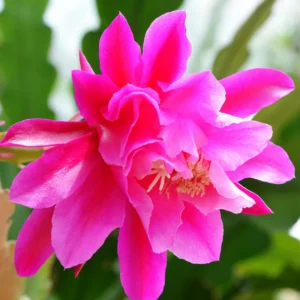 Epiphyllum Orchid Cactus Cutting 6-10 Inch Live Plant for Growing
