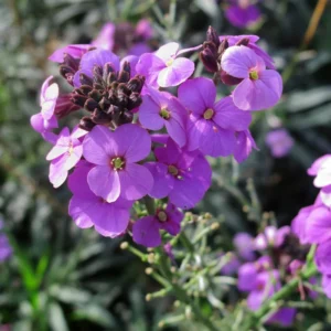 Erysimum Plant Starter Flower Plant 4 Inch Spring to Fall No Pot