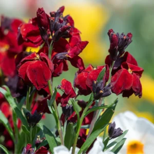 Erysimum Plant Starter Flower Plant 4 Inch Spring to Fall No Pot