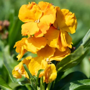 Erysimum Plant Starter Flower Plant 4 Inch Spring to Fall No Pot
