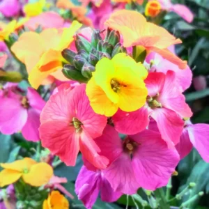 Erysimum Plant Starter Flower Plant 4 Inch Spring to Fall No Pot