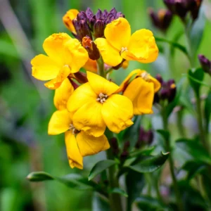 Erysimum Plant Starter Flower Plant 4 Inch Spring to Fall No Pot