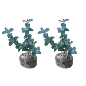 Eucalyptus Live Plant Indoor Planting 3-6 Inches Baby Blue
