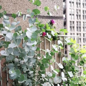 Eucalyptus Live Plant Indoor Planting 3-6 Inches Baby Blue