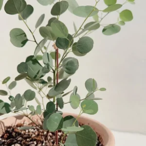 Eucalyptus Live Plant Indoor Planting 3-6 Inches Baby Blue