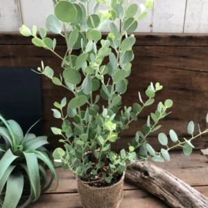 Eucalyptus Live Plant Indoor Planting 3-6 Inches Baby Blue