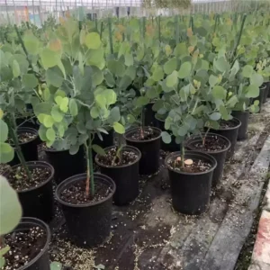 Eucalyptus Live Plant Indoor Planting 3-6 Inches Baby Blue