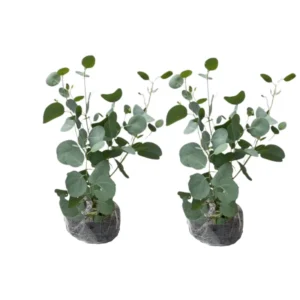 Eucalyptus Plants Live - Indoor & Outdoor Trees - 3 to 6 Inches