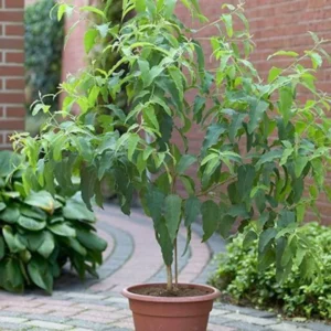 Eucalyptus Plants Live - Indoor & Outdoor Trees - 3 to 6 Inches