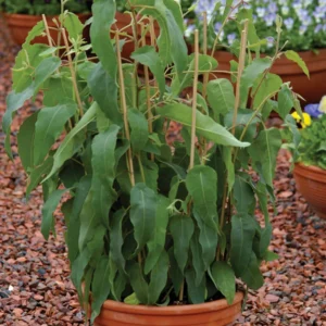 Eucalyptus Plants Live - Indoor & Outdoor Trees - 3 to 6 Inches