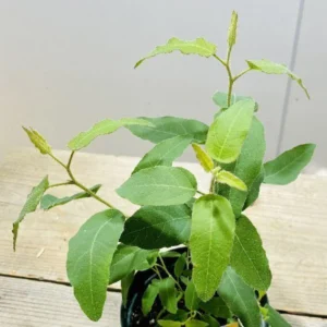 Eucalyptus Plants Live - Indoor & Outdoor Trees - 3 to 6 Inches