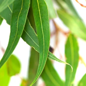 Eucalyptus Plants Live - Indoor & Outdoor Trees - 3 to 6 Inches