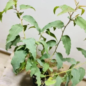 Eucalyptus Plants Live - Indoor & Outdoor Trees - 3 to 6 Inches