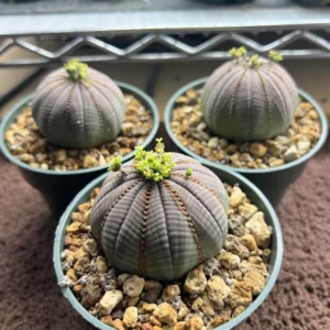Euphorbia Obesa Hybrid Baseball Plant Live Succulent 3 Inch Pot Rare Cactus