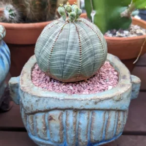 Euphorbia Obesa Hybrid Baseball Plant Live Succulent 3 Inch Pot Rare Cactus